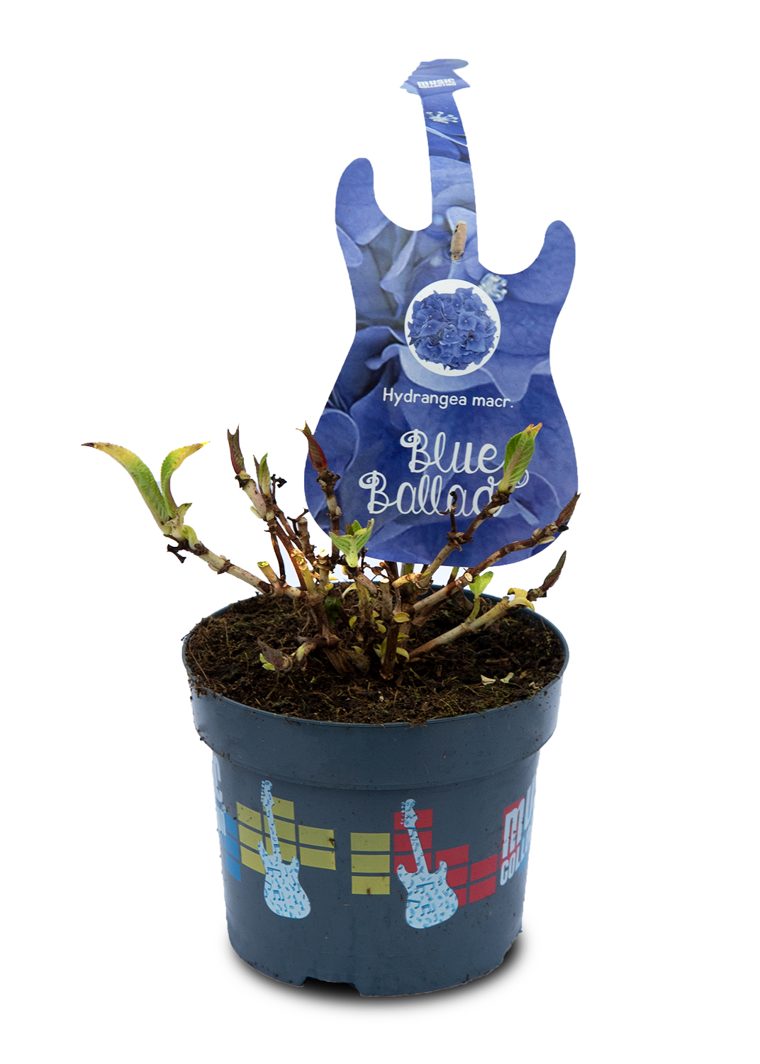 Гортензия крупнолистная музыкальная коллекция блю микс